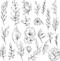 estetisk vild blomma ritningar, estetisk vild blomma ritningar, botanisk blad ClipArt, botanisk illustration, årgång botanisk illustrationer, vetenskaplig botanisk illustration, vektor