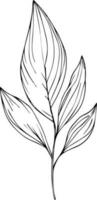 botanisk vektor illustration, skön blad uppsättning, ritad för hand botanisk illustration av konstnärlig, design element, graverat bläck konst, botanisk tatuering mönster, årgång botanisk linje teckning.