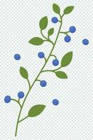 dekorativ element av de blåbär på de grenar med löv. friska färsk näring. färsk saftig blåbär. vektor illustration