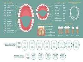 Zahn Anatomie Diagramm. Kieferorthopäde Mensch Zähne Verlust Diagramm, Dental planen und Kieferorthopädie medizinisch Vektor Infografik