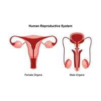 manlig och kvinna reproduktiv systemet. främre se av mänsklig reproduktiv systemet. anatomisk vektor illustration i platt stil över vit bakgrund.