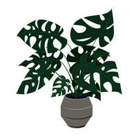 tropisch Monstera Pflanze im ein Topf. das Dekor von das Zuhause und Büro ist ein exotisch Palme Busch mit groß Blätter. Vektor Illustration isolieren auf ein Weiß Hintergrund.