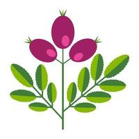 enkel minimalistisk ljus grön gren med blad och rosa bär. blomma samling av färgrik växter för säsong- dekoration . stiliserade ikoner av botanik. stock vektor illustration i platt stil