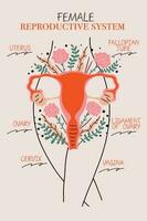 kvinna reproduktiv systemet illustrerade affisch vektor