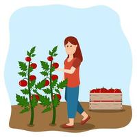 Mädchen erntet Tomatenvektorillustration im flachen Stil vektor