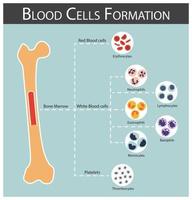 bildning av blodkroppar benmärg producerar blodkroppar serie erytrocyter lymfocyter neutrofiler monocyter eosinofiler basofiler trombocyter hematologikoncept och infografik vektor