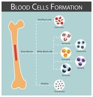 Blutzellenbildung Knochenmark produzieren Blutzellen Serie Erythrozyten Lymphozyten Neutrophile Monozyten Eosinophile Basophile Thrombozyten Hämatologie Konzept und Infografiken vektor
