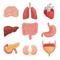 Karikatur Mensch Körper Organe. gesund Verdauungs, Kreislauf. Organ Anatomie Symbole zum medizinisch Diagramm Vektor einstellen