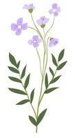 Matthiola eller cape leadwort blommor i blomma vektor