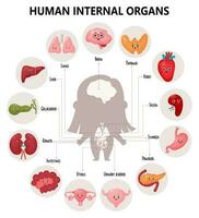 söt infographics anatomi mänsklig kropp. visuell schema inre kvinna organ med tecknad serie tecken, deras namn och platser. vektor illustration. pedagogisk medicinsk affisch i tecknad serie stil.