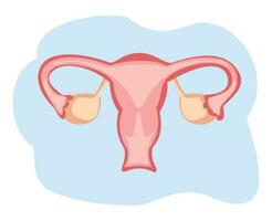 kvinna fortplantning systemet. livmoder illustration vektor