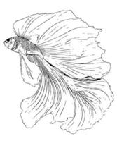 Betta Fisch Linie Kunst schwarz und Weiß Illustration ebenfalls bekannt wie Siamese Kampf Fisch Zeichnung zum Färbung Buch vektor