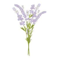 Lavendel Vektor Lager Illustration. ein Strauß von lila Blumen.lila Zweige. isoliert auf ein Weiß Hintergrund. Provencal Kräuter.