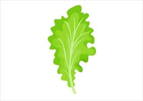 Vektor Illustration von Grüner Salat Blätter, frisch Gemüse