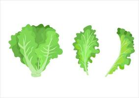 Vektor Illustration von Grüner Salat Blätter, frisch Gemüse