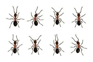 brun myra insekter svart silhuetter vektor illustration isolerat på vit bakgrund.