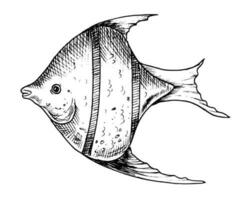 angelfish vektor illustration. hand dragen illustration av fisk i översikt stil målad förbi svart bläck på isolerat vit bakgrund. linje konst av under vattnet djur- för ikon eller logotyp. svartvit gravyr