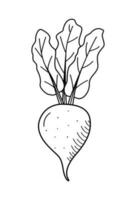 Rote Beete mit Laub Symbol, Gekritzel einzel, Vektor Gemüse auf ein Weiß Hintergrund.