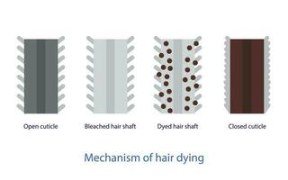 Mechanismus von Haar Sterben Vektor isoliert auf Weiß Hintergrund. Kreuz Sektion von Haar Farbstoff Wissenschaft, öffnen Kutikula, gebleicht Haar Welle, gefärbt Haar Welle und geschlossen Kutikula. Haar Farbe Anatomie Konzept.