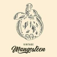 Jahrgang Hand Zeichnung Mangostan Obst skizzieren Vektor Lager Illustration