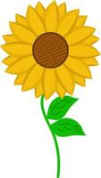 Sonnenblume Symbol im Gelb und Grün Farbe. vektor