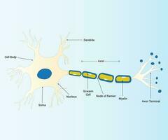 Über Neuron Axon Anatomie Design Vektor Grafik