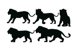 Löwen Gehen im anders Positionen, Silhouette einstellen Vektor. Erwachsene Löwe Silhouette Sammlung auf ein Weiß Hintergrund. wild fleischfressend Tiere mögen groß Katzen und Löwen, voll Körper Silhouette Bündel. vektor