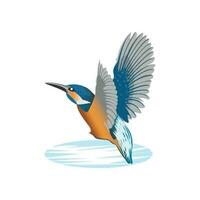 färgrik kungsfiskare fågel illustration vektor