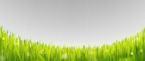 realistisch Grün Rasen Gras Rand mit Sonne Licht vektor