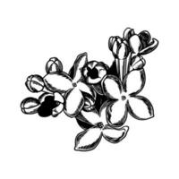 Hand gezeichnet Blume botanisch Zeichnung von lila auf Weiß Hintergrund. vektor