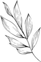 botanisk vektor illustration färg sida, enkelhet, utsmyckning, svartvit, vektor konst, översikt skriva ut med botanica blad av gren, botanisk löv, och knoppar, minimalis botanisk tatuering.