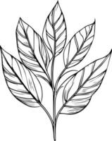 skön svartvit svart och vit botanisk element isolerat på vit. ritad för hand blad uppsättning och, botanisk vektor konst. minimalistisk blad teckning, enkel botanisk översikt. vild blomma skiss konst.