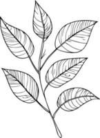 botanisk vektor illustration färg sida, enkelhet, utsmyckning, svartvit, vektor konst, översikt skriva ut med botanica blad av gren, botanisk löv, och knoppar, minimalis botanisk tatueringar.
