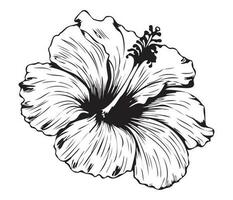 hibiskus illustrerade i översikt stil. blomma hand dragen illustration samling för blommig design. ett element dekoration för bröllop inbjudan, hälsning kort, tatuering, vektor