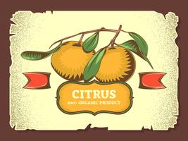 Einzigartige Vintage Citrus Illustrationen Vektoren