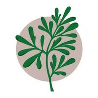medicinsk växt, ruta graveolens. botanisk vektor illustration.