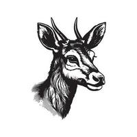 Moschus Reh, Jahrgang Logo Linie Kunst Konzept schwarz und Weiß Farbe, Hand gezeichnet Illustration vektor