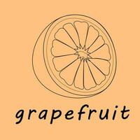 Vektor Illustration von ein Grapefruit. Linien Kunst tropisch Frucht, Gekritzel realistisch