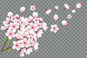 realistisk blomning körsbär blommor och kronblad illustration, körsbär blomma vektor. rosa sakura blomma bakgrund. körsbär blomma blomma blomning vektor