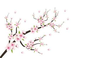 realistisch Blühen Kirsche Blumen und Blütenblätter Illustration, Kirsche blühen Vektor. Rosa Sakura Blume Hintergrund. Kirsche blühen Blume Blühen Vektor