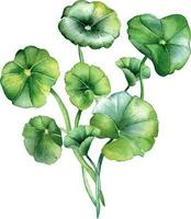 centella asiatica sammansättning vattenfärg illustration isolerat på vit. pennywort, har dig kola ört- växter, cola hand ritade. design element för paket, märka, omslag, ört- växter samling vektor