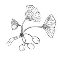 gingko biloba gren växt skiss grafisk isolerat vektor illustration. skiss för traditionell medicin, trädgårdsarbete eller matlagning design. gingko biloba träd närbild isolerat på vit bakgrund