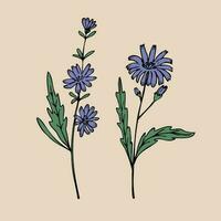 cikoria. hand dragen växt doftande succory kvist gren med löv och blomma. användbar medicinsk ört. design element. vektor konst illustration