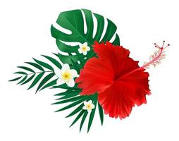 rote Hibiskusblume mit Palmblättern lokalisiert auf weißem Hintergrund vektor