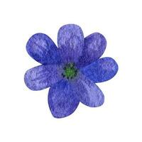 wild Blau Blumen Wald Aquarell Clip Art vektor