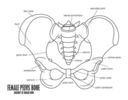 weiblich Becken Knochen Anatomie, Vektor Illustration