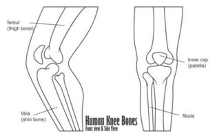 Mensch Knie Knochen Vorderseite und Seite Aussicht Anatomie, Vektor Illustration