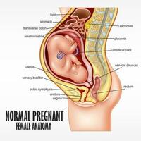 vanligt gravid kvinna anatomi, vektor illustration