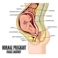 vanligt gravid kvinna anatomi, vektor illustration