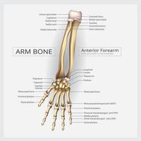 arm och hand ben vektorillustration vektor